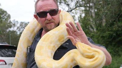 يبتلع الضحايا.. الشرطة تطارد ثعبانًا ضخمًا هرب من مالكه