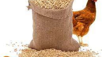 رئيسا شعبة الثروة الداجنة بالقاهرة والجيزة يكشفون أسباب تراجع أسعار الأعلاف