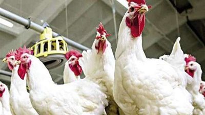 أسعار الدواجن في الأسواق اليوم الثلاثاء