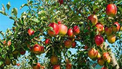 الزراعة تقدم روشتة نصائح لمزارعي التفاح خلال أغسطس