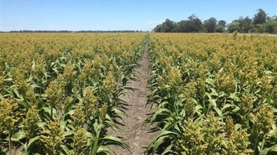 الزراعة تكشف عن التوصيات الفنية لـ مزارعي الذرة الرفيعة خلال أغسطس