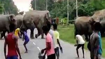 دهس حتى الموت..مصرع طفل تحت أقدام فيل أمام المارة في الشارع.. فيديو