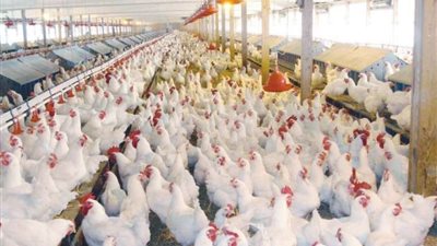 أسعار الدواجن اليوم 31-7-2021 في مصر