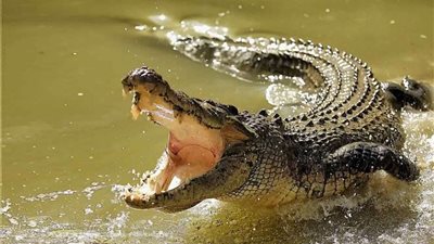 ظهور تمساح ضخم بإحدى قرى محافظة الغربية