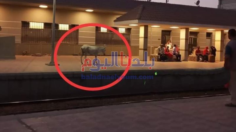 بلدنا اليوم
