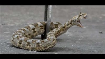 شاهد.. أفعى في الملعب أثناء مباراة لكرة القدم