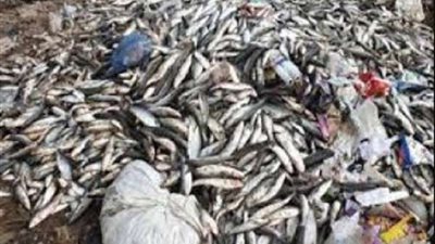 شرطة التموين تضبط طن سمك غير صالح للاستهلاك الآدمي بالشرقية