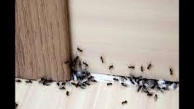 طريقة طرد الحشرات من المنزل