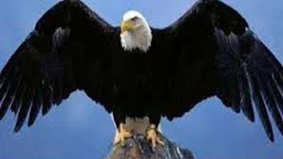 بيع صقر نادر بمبلغ تجاوز الـ 70 ألف دولار  في السعودية