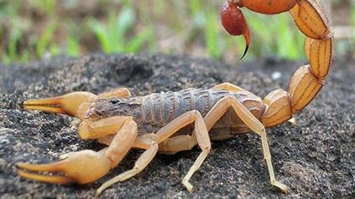 تفاصيل.. اجازة سعيدة تحولت إلى كاراثة