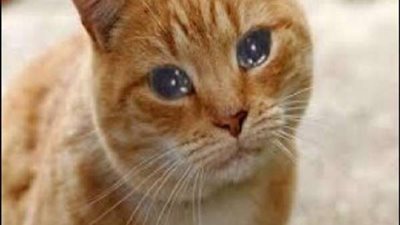 السعودية تضع شروط للسماح للركاب باصطحاب حيواناتهم الأليفة