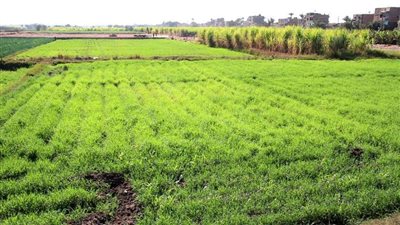 «الزراعة» توجه بزيادة معدلات التوعية للتوسع في استخدام الممارسات الزراعية للقمح