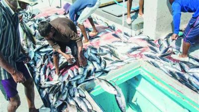 تحديات تصدير الأسماك للخارج.. نقيب الصيادين يكشف الكواليس