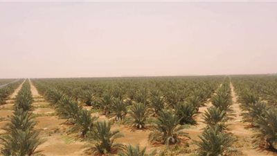 المهندسة رانيا فايز: دخول 180 ألف فدان بتوشكى الخدمة خلال أيام