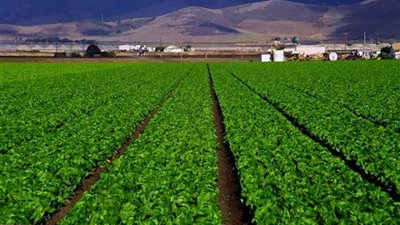 تنمية الريف المصرى.. حصول 1300 شركة باستصلاح الـ 1.5 مليون فدان على كارت الفلاح