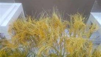 معرض مصري صيني لمعرفة مصدر نشأة زراعة الأرز