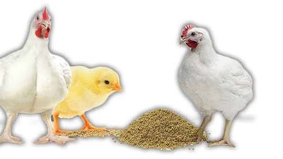 استمرار ارتفاع أسعار الدواجن بالأسواق.. التفاصيل