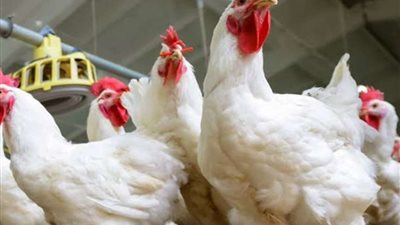 استقرار أسعار الدواجن اليوم الخميس 14-12-2023 في الأسواق