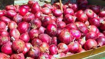 شعبة الخضروات: أسعار البصل ستنخفض قريبًا تدريجيًا