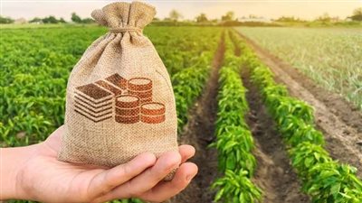 إبراهيم درويش: مصر تصدر 38% من إنتاج الموالح العالمية