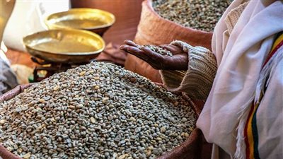 عباس شراقي: مصر من أفضل 10 دول في إنتاج المحاصيل الزراعية