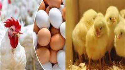 انخفاض أسعار الدواجن اليوم الخميس 28 ديسمبر 2023 في الأسواق