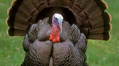 أسعار الديك الرومي تضاهي أسعار اللحوم الحمراء.. نقيب الفلاحين يوضح