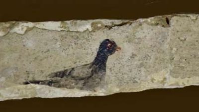 مومياوات وأقنعة ذهبية.. كشف أثري جديد بالمنيا