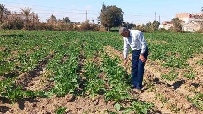 وكيل زراعة أسيوط يشرف على برامج التوعيه بالأصناف الجديدة من البذور والتقاوي عالية الإنتاجية