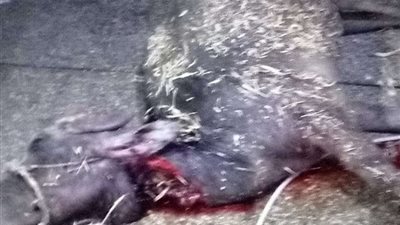 ضبط 310 كيلو جرام لحوم مجهولة المصدر بقنا