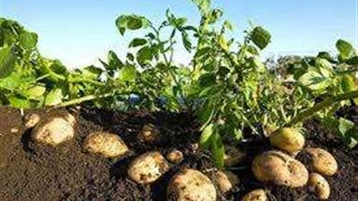 خاص| بعد ارتفاع أسعار تقاوي البطاطس.. تغييرات مناخية أم استغلال تجار وراء ذلك؟