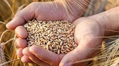 هل تنجح الدولة في زيادة إنتاج تقاوي القمح.. خبراء يوضحون