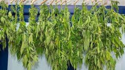 ضبط محاولة تهريب كمية من مخدر الماريجوانا بـ مطار الغردقة