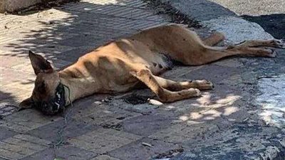 مهتز نفسيًا وراء ذبح «كلب ضال» وتصويره فيديو بالجيزة