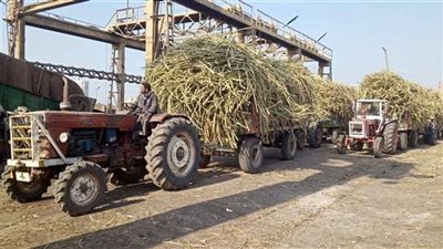 مصانع السكر تجهز معداتها لكميات القصب بشكل يومي وتحويله