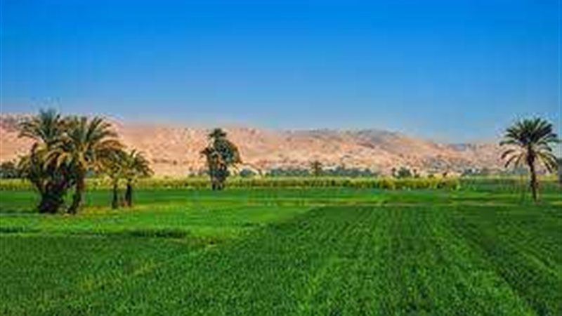 الاستثمار الزراعى