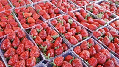 الزراعة تنفي حظر  السعودية لصادرات الفراولة المصرية