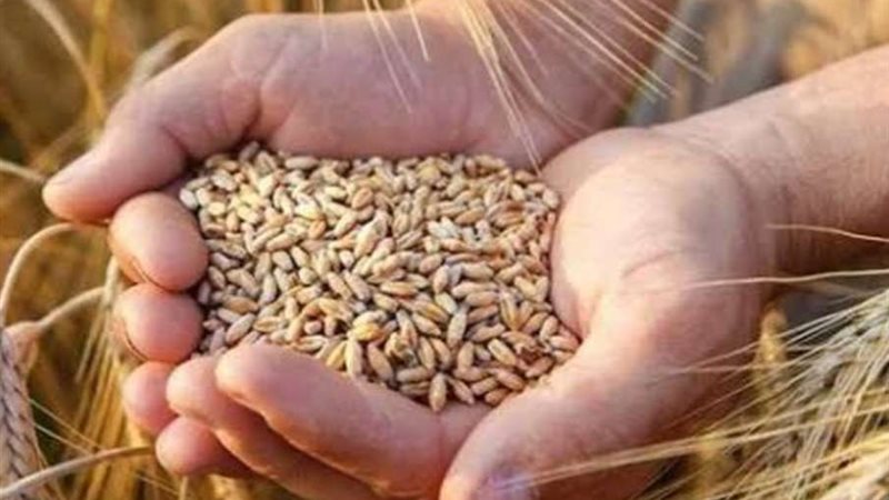 واردات مصر من القمح