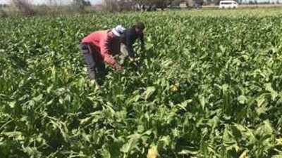 مجلس الوزراء يسلط الضوء على المنتدى الاقتصادي العالمي