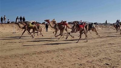 انطلاق فعاليات سباق الهجن بالعريش الإثنين القادم