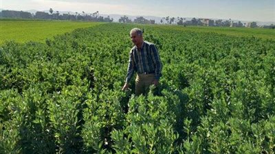 وكيل زراعة أسيوط يتفقد المحاصيل الشتوية