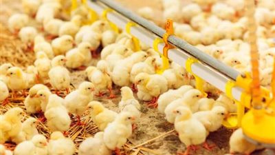 بدأت بإعدام الكتاكيت.. شعبة الدواجن تعلن مفاجأة صادمة عن الأسعار