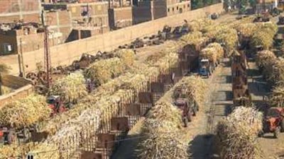 ارتفاع توريد القصب من المزارعين حوالي مليون و780 ألف طن