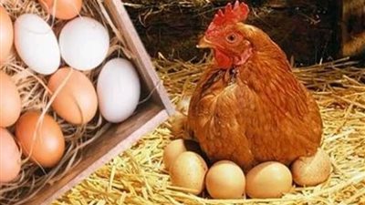 انخفاض أسعار الدواجن والبيض فى الأسواق