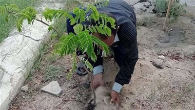 رئيس الحجر الزراعي: مصر تتفوق على إسبانيا في تصدير الموالح