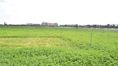 مزارع جامعة سوهاج تحقق إيرادات تتجاوز 1.2 مليون جنيه خلال موسم بيع تقاوي القمح والبصل المحسن