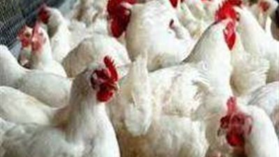 رئيس شعبة الدواجن: زيادة الطلب في شهر رمضان ترتفع بنسبة من 20 لـ 25‎%‎