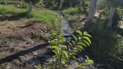 شاهد معدلات إنجاز  المبادرة الرئاسية 100 مليون شجرة بالمنوفية ( صور )