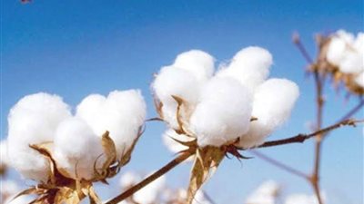 مصطفى عمارة: زيادة المساحة المزروعة بسبب الإقبال العالمي عليه