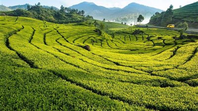 نقيب الفلاحين: أراضي مصر لا تصلح لزراعة الشاي.. والتبغ مُضر للتربة